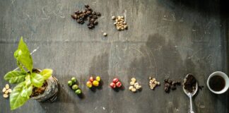 Cámara de Diputados aprobó, con cambios, dictamen a minuta que expide la Ley de Desarrollo Sustentable de la Cafeticultura