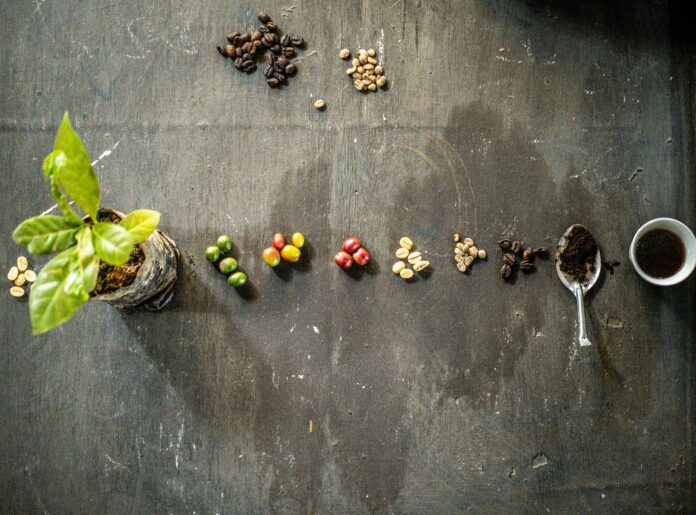 Cámara de Diputados aprobó, con cambios, dictamen a minuta que expide la Ley de Desarrollo Sustentable de la Cafeticultura