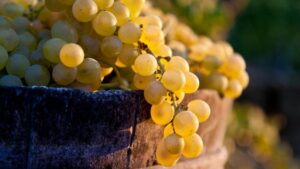 Profeco revela dónde comprar las uvas más baratas para Año Nuevo