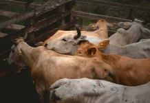 Gobierno mexicano ve “posible” apertura paulatina para exportación de ganado a EE.UU. Durante la conferencia matutina de este martes, la presidenta Claudia Sheinbaum puso como eje central la posibilidad de una reapertura paulatina de la frontera estadounidense para la exportación de ganado mexicano, aunque dejó claro que aún no existe certeza ni un acuerdo formal.