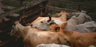 Durante la conferencia matutina de este martes, la presidenta Claudia Sheinbaum puso como eje central la posibilidad de una reapertura paulatina de la frontera estadounidense para la exportación de ganado mexicano, aunque dejó claro que aún no existe certeza ni un acuerdo formal.