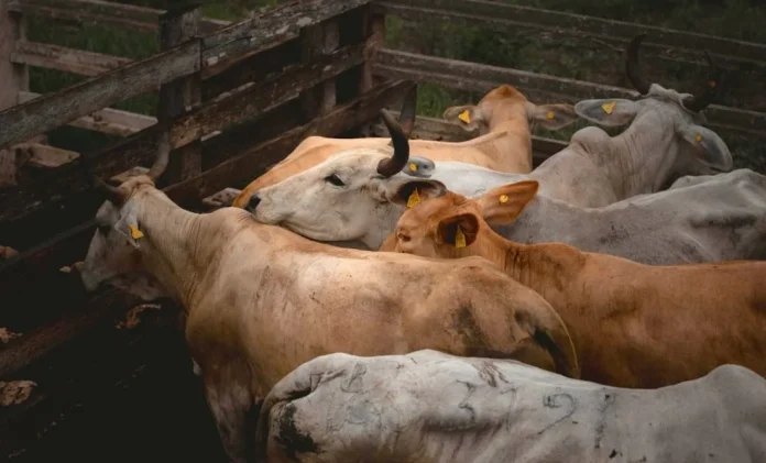Durante la conferencia matutina de este martes, la presidenta Claudia Sheinbaum puso como eje central la posibilidad de una reapertura paulatina de la frontera estadounidense para la exportación de ganado mexicano, aunque dejó claro que aún no existe certeza ni un acuerdo formal.