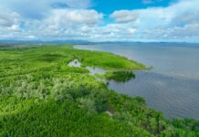 Ecosistema de carbón azul