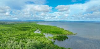 Ecosistema de carbón azul